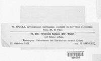 Uromyces behenis image